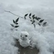 ぽんぽこの画像