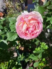 mmmasa0131の画像