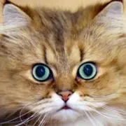 Image of KIK