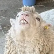 KURIの画像