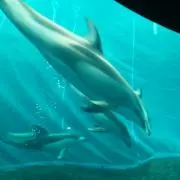 まいら