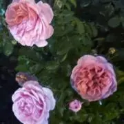 まる。の画像