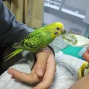 なごころの画像