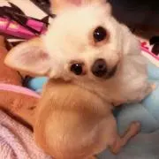 ぽっくんの画像
