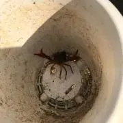 おのしんの画像