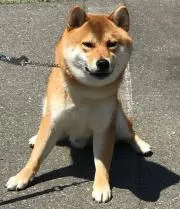 エリシオン