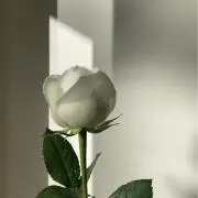 おはむ＊プロフに取引詳細書いてます◎