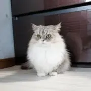 まんてら
