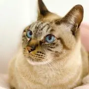 青黒