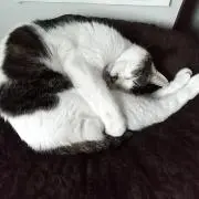 ゆきんこぼうや