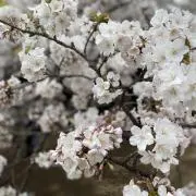 ささみの画像