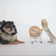 しゃくちゃん