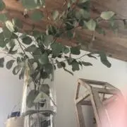 ゆうこまんの画像