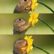 さゆ
