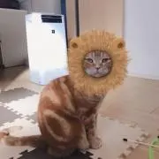 ロミオ