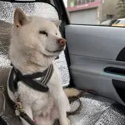 ぴよちゃ