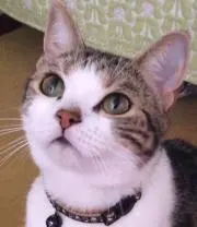 ころたま