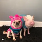 のんちゃんの画像
