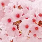 色んな物出品⭐︎プロフ確認お願いします。の画像
