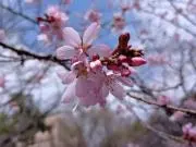 さく