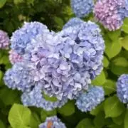 かんのの画像