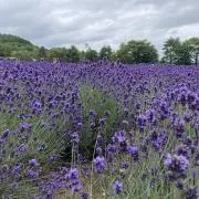 てての画像