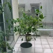 Birdiesの画像
