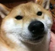 たかの画像