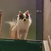 たとば