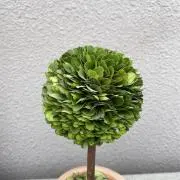 すももの画像