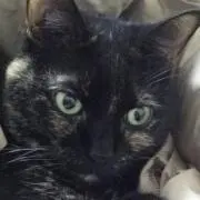 クロ猫◉衣類いろいろ断捨離中◉の画像