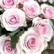 みかんの花の画像