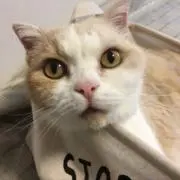 沖縄自由人の画像