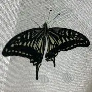 アゲハの画像