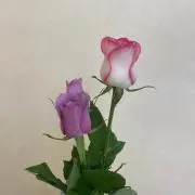iro