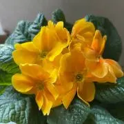 ガラス 朝顔 置物 夏小物 琉球ガラス 硝子 花 沖縄 手作り - メルカリ