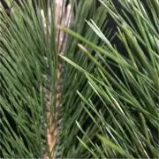 まつ