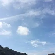 cocoの画像