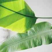 梅