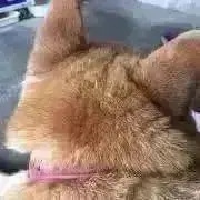 マキシマムドラゴンの画像