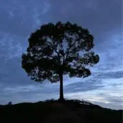 Syの画像