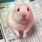 Rの画像