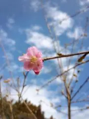 つづるの画像