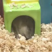 たまさん。の画像