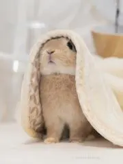 うさぎの画像