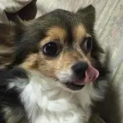 ハッピー