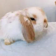 モフモフ