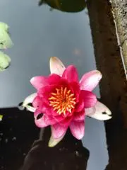 まっこちゃんの画像