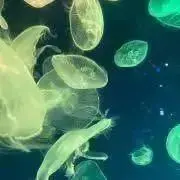 rakka✿の画像