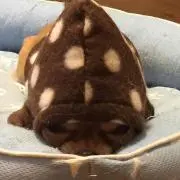 ココレオ